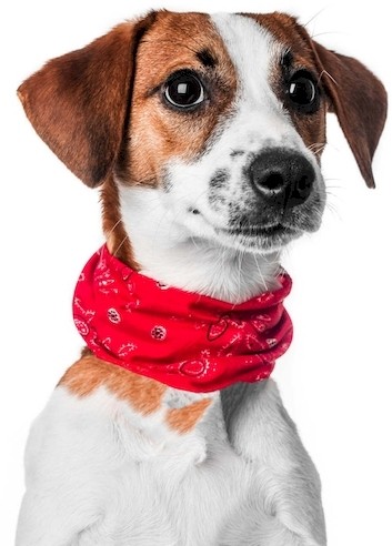 Multifunktionstücher für Haustiere